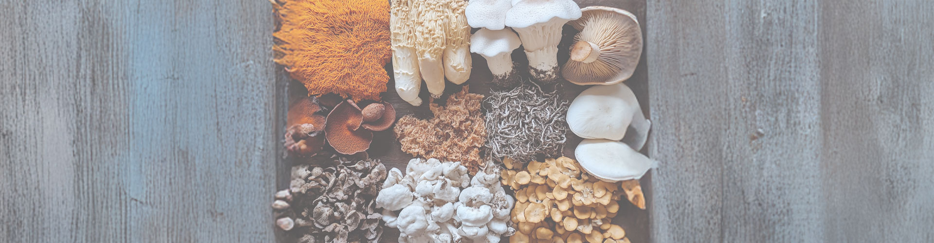 Functional Mushrooms on a table lions mane reishi cordyceps