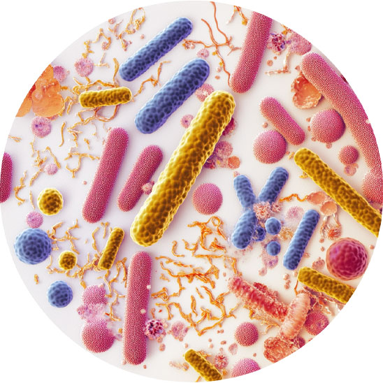 Gut health bacteria microscope image
