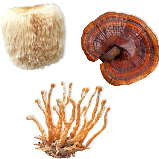 Lions Mane, Reishi, Cordyceps